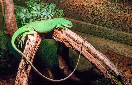 solid vivid green american iguana with a very long tail laying between two branches, a tropical reptile pet from america