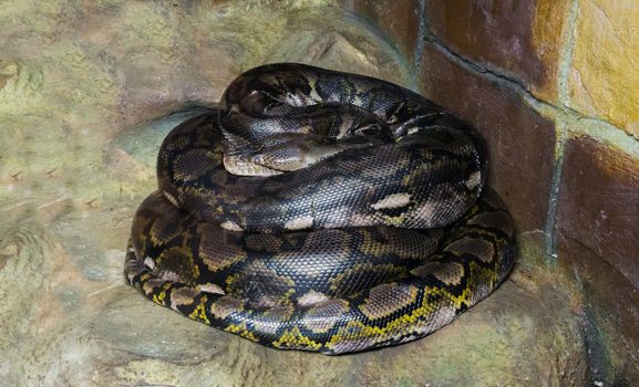 coiled up reticulated python worlds longest snake there is, a dangerous big constrictor and predator that is even capable of eating humans