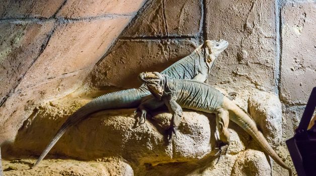 two horned rhinoceros iguanas sitting together on a rock threatened reptile species