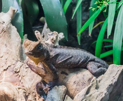 reptile animal portrait of a horned lizard sitting on a tree branch a tropical terrarium pet