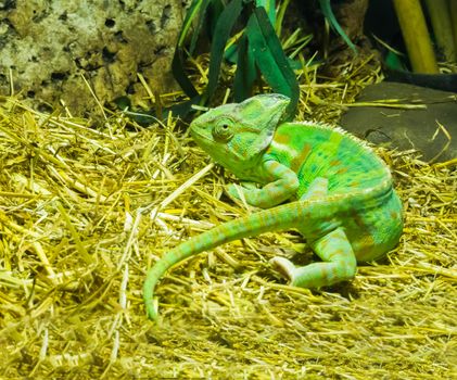 vivid green colored cone head chameleon a tropical terrarium pet from arabia