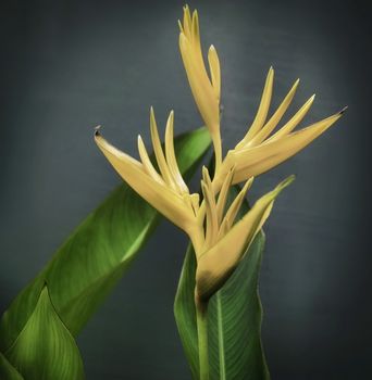 Flower of a bird of paradise, royal strelitzia on a gray gradient background