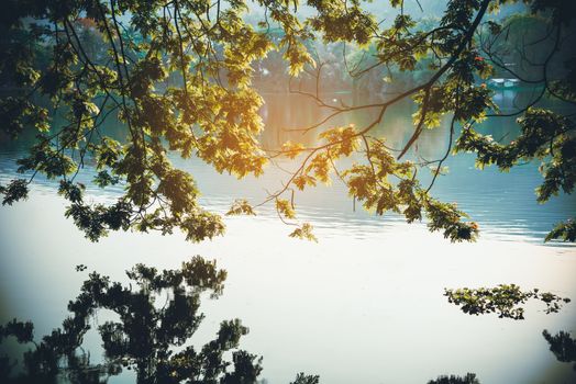The green leaves with for the river and the golden light is background.