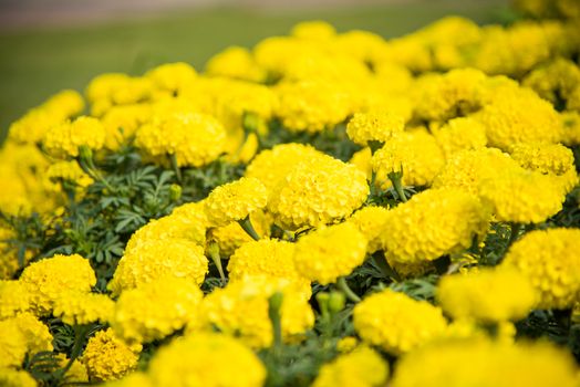 The background is full of Marigold yellow flowers filled with beautiful