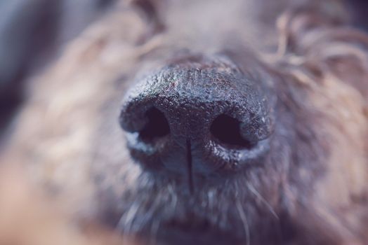 close-up shot for nose dog 