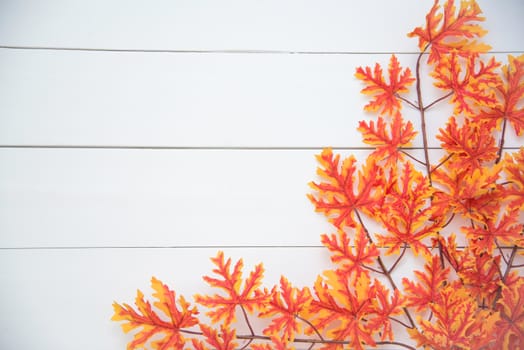 The leaves of the Maple are placed on a white wooden floor.