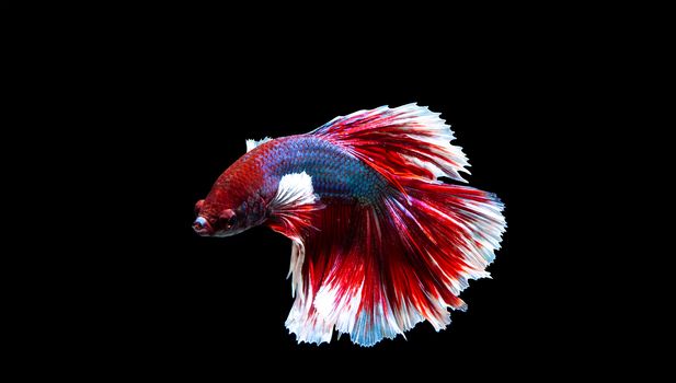 Fish from thailand is colorful on black background "hlaf moon"