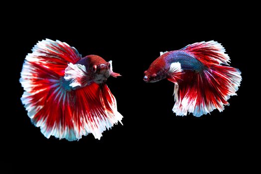 Fish from thailand is colorful on black background "hlaf moon"