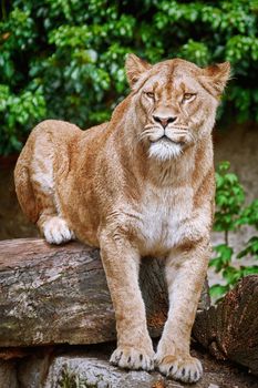 Portrait of Lioness Lies on the Log
