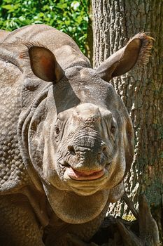 Rhinoceros (Diceros Bicornis). Rhinoceros Family are Some of the Largest Remaining Megafauna. 