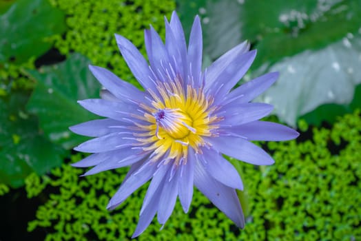 Lotus flower in Thailand, Asia. Pink lotus flower blooming in the garden.