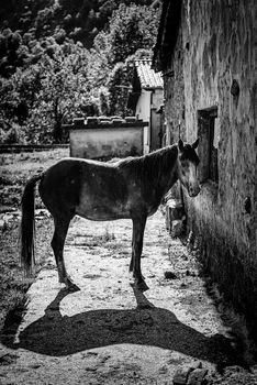 Horse on the farm, detail of an animal on a farm in a village, wild animal