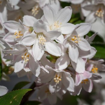 Fuzzy Deutzia (Deutzia scabra), close-up of the flower head