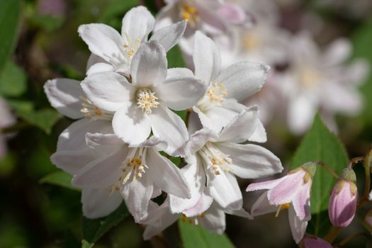Fuzzy Deutzia (Deutzia scabra), close-up of the flower head