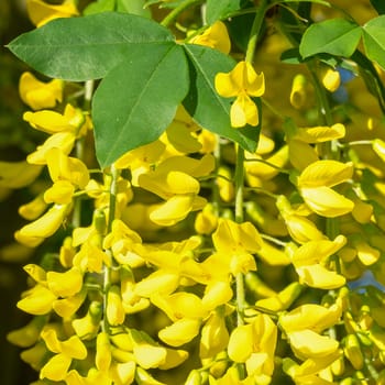 Common Laburnum (Laburnum anagyroides), close-up of the blooming tree during summertime