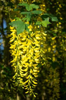 Common Laburnum (Laburnum anagyroides), close-up of the blooming tree during summertime