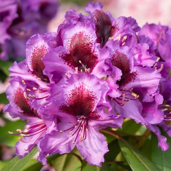 Rhododendron Hybrid Orakel (Rhododendron hybride)