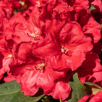 Rhododendron Hybrid Rabatz (Rhododendron hybrid)