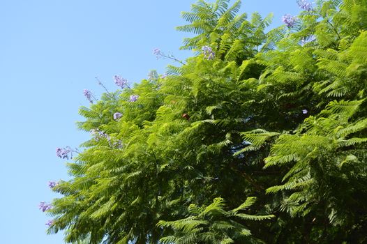 Close-up of Jacaranda fern tree branches with purple flowers on blue sky background, Jacaranda Mimosifolia.