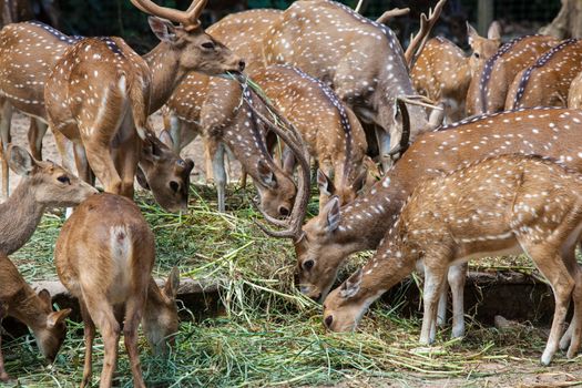 Herd of Whitetail Deer eating grass in zoo