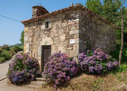 Small chapel of La Pereda with blooming hydrangeas, Camino de Santiago, Asturias Spain 