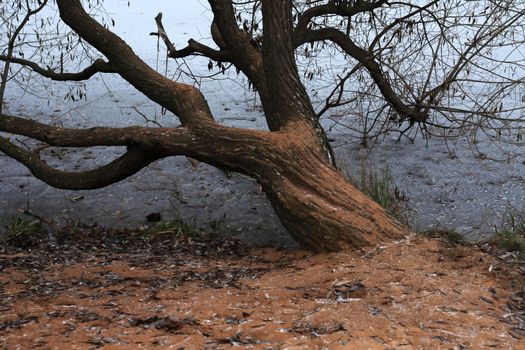 Winter landscape. Nice old tree on bank above freeze river