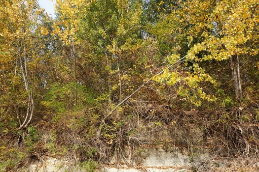 Autumn on the Danube River in Romania
Natural areas on the Danube River and the Danube Islands.
Specific forests of willow and poplar in October 2018
Come and see this wonderful autumn