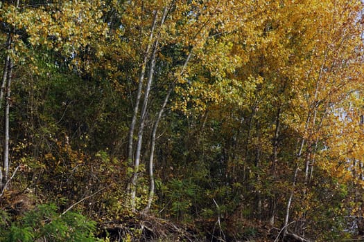 Autumn on the Danube River in Romania
Natural areas on the Danube River and the Danube Islands.
Specific forests of willow and poplar in October 2018
Come and see this wonderful autumn