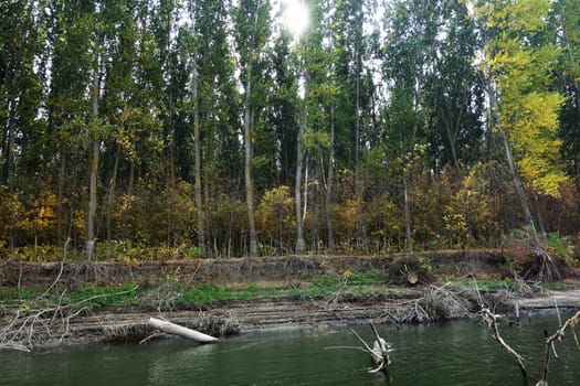 Autumn on the Danube River in Romania
Natural areas on the Danube River and the Danube Islands.
Specific forests of willow and poplar in October 2018
Come and see this wonderful autumn