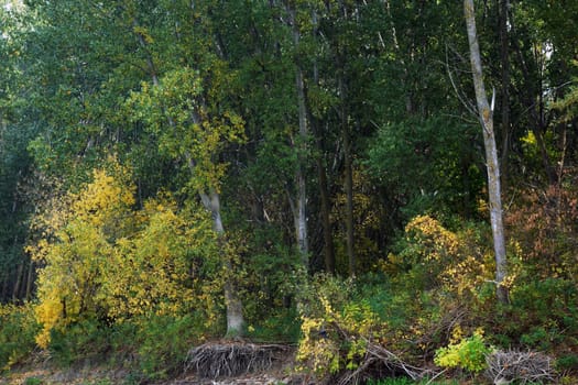 Autumn on the Danube River in Romania
Natural areas on the Danube River and the Danube Islands.
Specific forests of willow and poplar in October 2018
Come and see this wonderful autumn