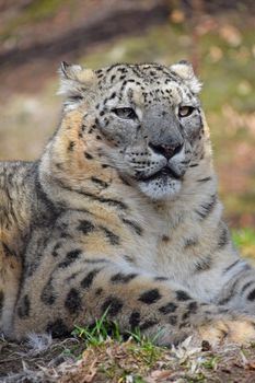 Close up portrait of male snow leopard (or ounce, Panthera uncia) resting on the ground among green grass and looking at camera, low angle view