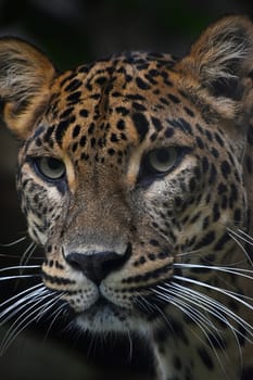 Face to face close up portrait of Persian leopard (Panthera pardus saxicolor) looking at camera, low angle view