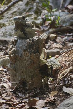 Specimen of a green iguana in its natural habitat resting on a wooden trunk in a glimpse of light.