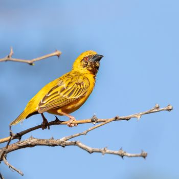 southern masked weaver or African masked weaver (Ploceus velatus), resident breeding bird species common throughout southern Africa. Wildlife