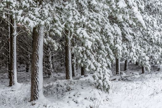 Snowfall blankets the ground and drapes the evergreen trees like frosted icing on a cake