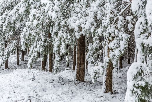 Evergreen trees covered in fresh fallen snow in winter 