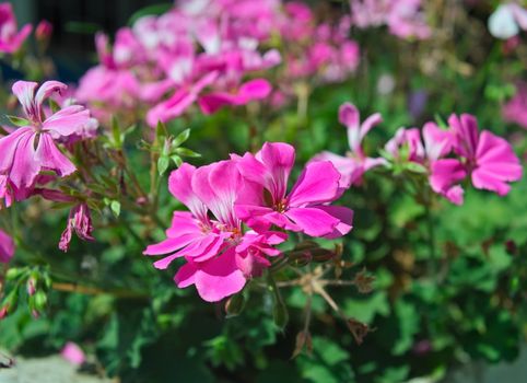 Small houseplant blooming with pink flowers, closeup