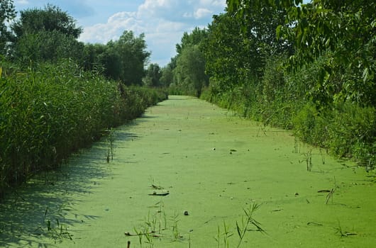 Vegetation booming at swamp during summer time