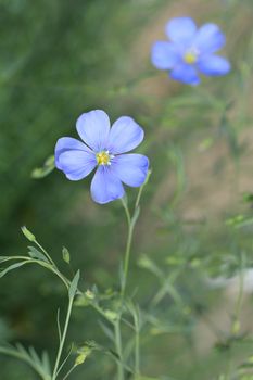 Close up of blue alpine flax flower - Latin name - Linum alpinum subsp. julicum