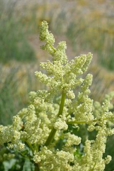 Rhubarb pale yellow flower - Latin name - Rheum rhabarbarum