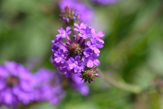 Slender vervain - Latin name - Verbena rigida (Verbena venosa)