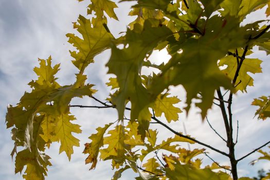 Autumn maple leaves in Sigulda, Latvia. Mapple tree has lobed leaves and colourful autumn foliage.