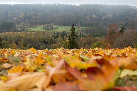Autumn maple leaves in Sigulda, Latvia. Mapple tree has lobed leaves and colourful autumn foliage.