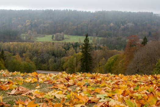 Autumn maple leaves in Sigulda, Latvia. Mapple tree has lobed leaves and colourful autumn foliage.