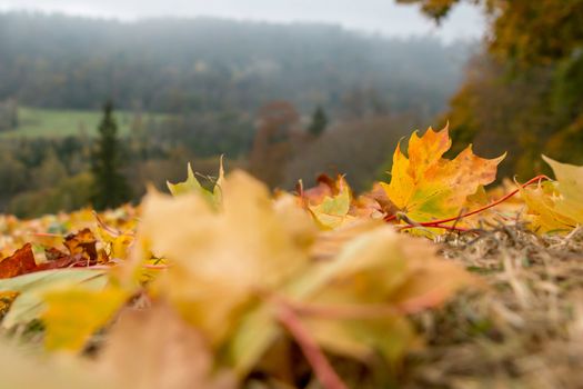 Autumn maple leaves in Sigulda, Latvia. Mapple tree has lobed leaves and colourful autumn foliage.