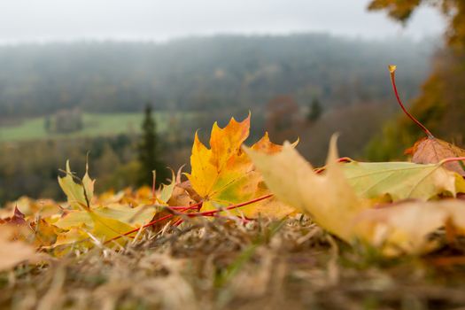 Autumn maple leaves in Sigulda, Latvia. Mapple tree has lobed leaves and colourful autumn foliage.