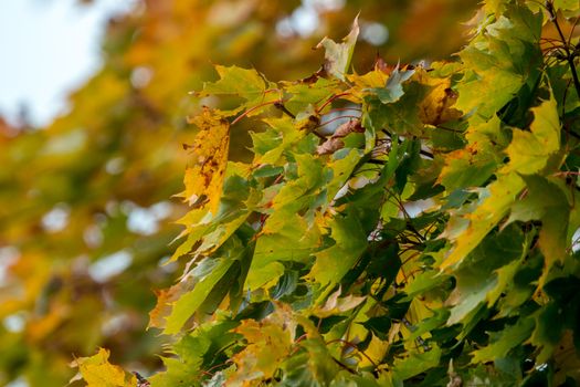 Autumn maple leaves in Sigulda, Latvia. Mapple tree has lobed leaves and colourful autumn foliage.