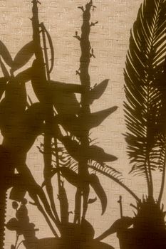 Curtains with silhouettes of houseplants. Abstract background. Shadow is dark area produced by object coming between rays of light and  surface.