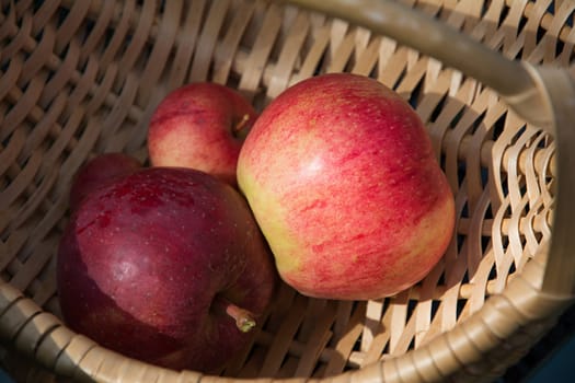 Some red apples in the basket. Ripe red apples in the basket on the green grass.
