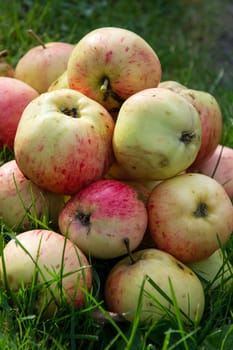 Apples in the grass next to the garden house. Ripe apples in the on the green grass.